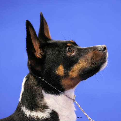 A close-up of a dog.