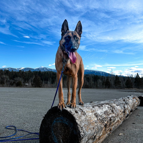 A dog standing on a log.
