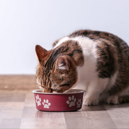Cat FoodA cat eating out of a bowl.