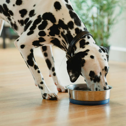 Dog FoodA Dalmation eating out of a bowl.