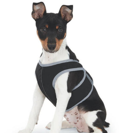 Dog ApparelA small dog wearing a black harness.