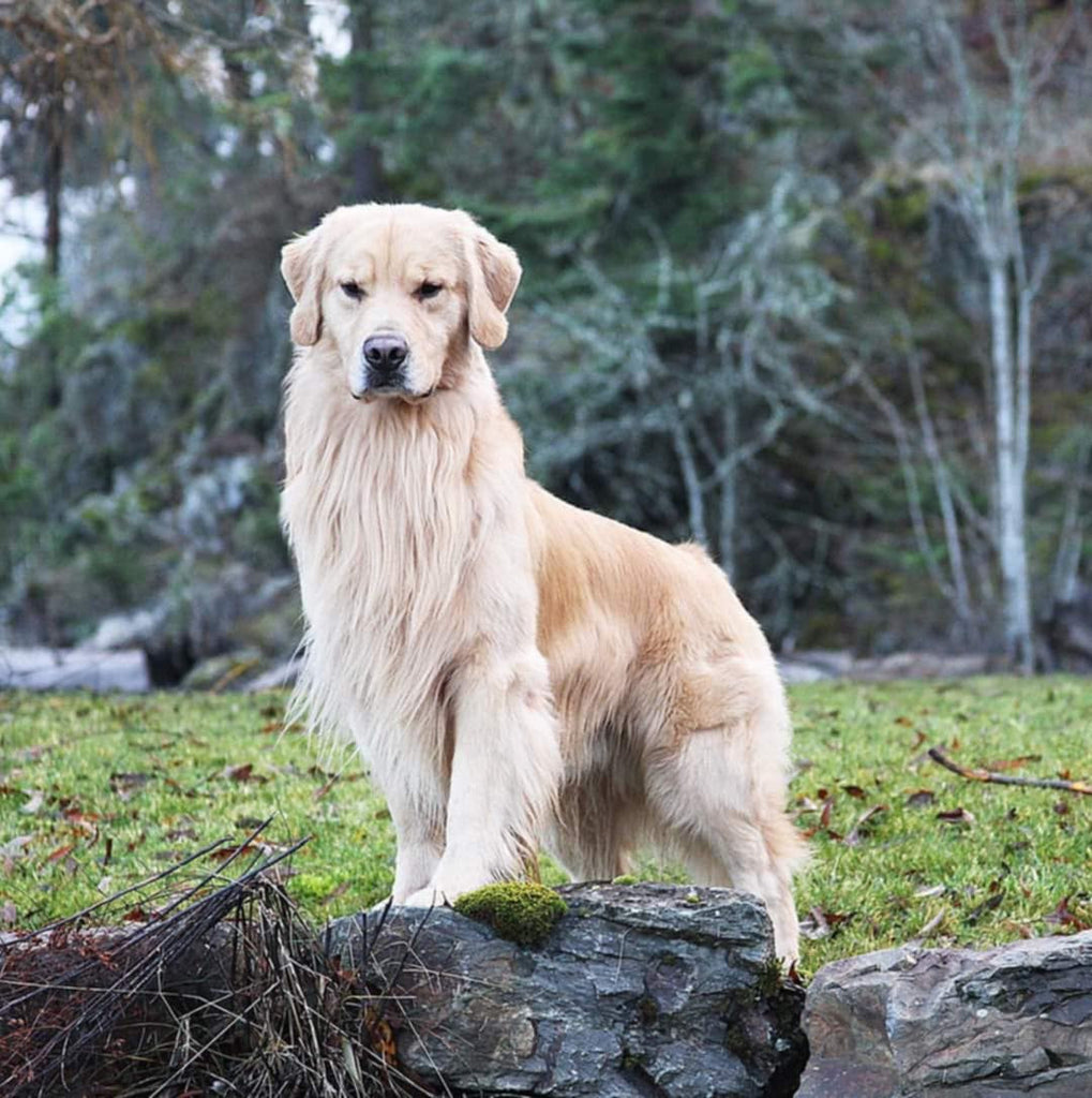How To Manage Yeast Infection In Dogs