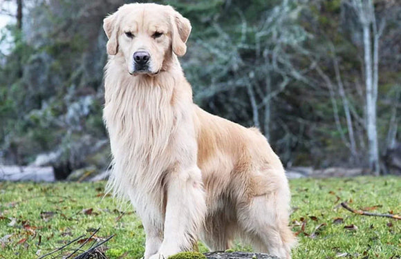 How To Manage Yeast Infection In Dogs