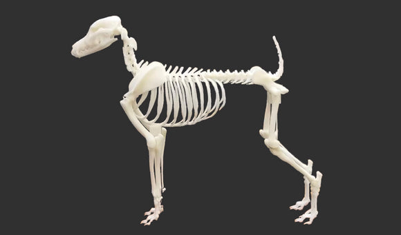 Natural Hip & Joint Support