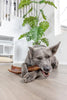 Natural Cravings USA Bison Trachea