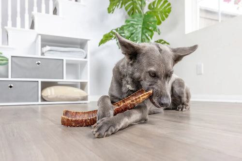 Natural Cravings USA Bison Trachea