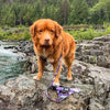 Rocky Mountain PNW All Mountain Dog Leash