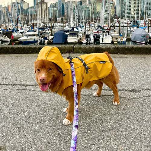 Rocky Mountain PNW All Mountain Dog Leash