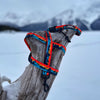 Rocky Mountain Banff All Mountain Dog Leash