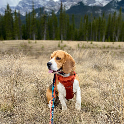 Rocky Mountain Banff All Mountain Dog Leash