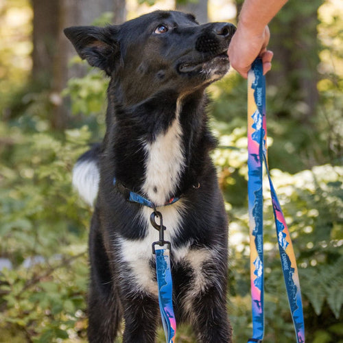 Rocky Mountain V2 Canmore All Mountain Dog Leash