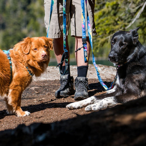 Rocky Mountain V2 Canmore All Mountain Dog Leash