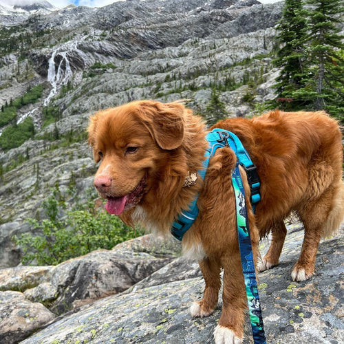 Rocky Mountain V2 Canmore All Mountain Dog Leash