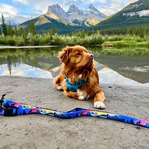 Rocky Mountain V2 Canmore All Mountain Dog Leash