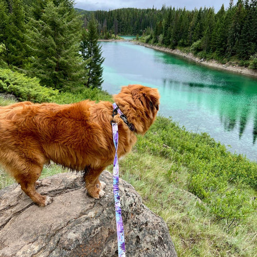 Rocky Mountain PNW Alpine Dog Collar