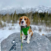 Rocky Mountain Kootenay All Mountain Dog Leash