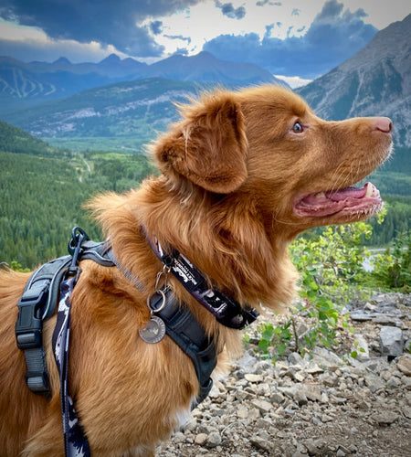 Rocky Mountain The Grizzly Alpine Dog Collar