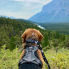 Rocky Mountain The Grizzly Alpine Dog Collar