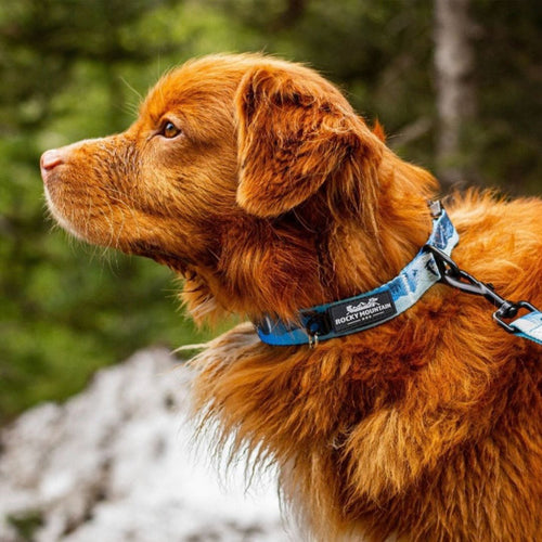 Rocky Mountain Kootenay Alpine Dog Collar