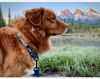 Rocky Mountain Canmore Alpine Dog Collar