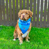 Rocky Mountain Kootenay Bandana for Dog