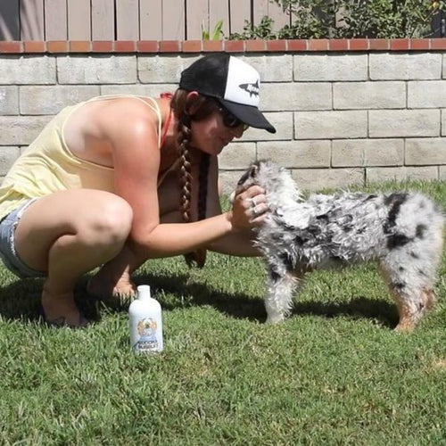 Barking Buddha Buddha Bubbles Organic Shampoo (16 oz. Bottle) for Dogs of All Sizes and Puppies Too!