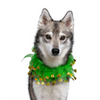 Midlee St. Patrick's Day Shamrock Decorative Dog Collar