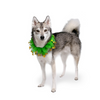 Midlee St. Patrick's Day Shamrock Decorative Dog Collar