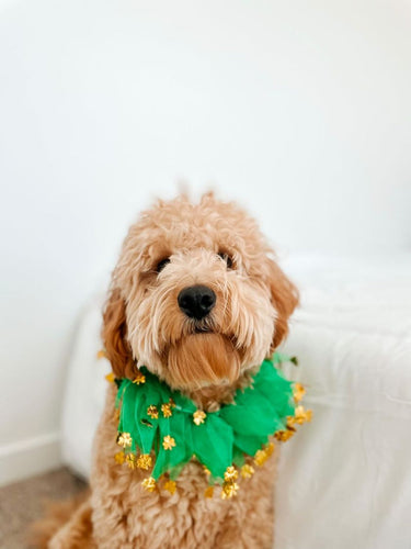 Midlee St. Patrick's Day Shamrock Decorative Dog Collar