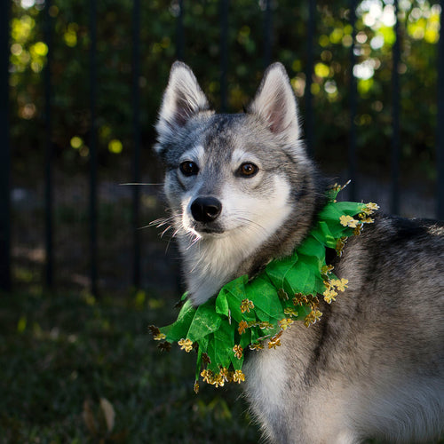 Midlee St. Patrick's Day Shamrock Decorative Dog Collar