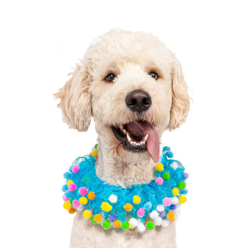 Midlee Blue Birthday Pom Pom Dog Collar