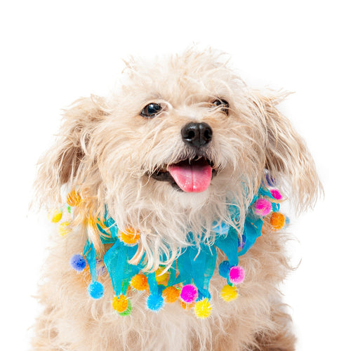 Midlee Blue Birthday Pom Pom Dog Collar