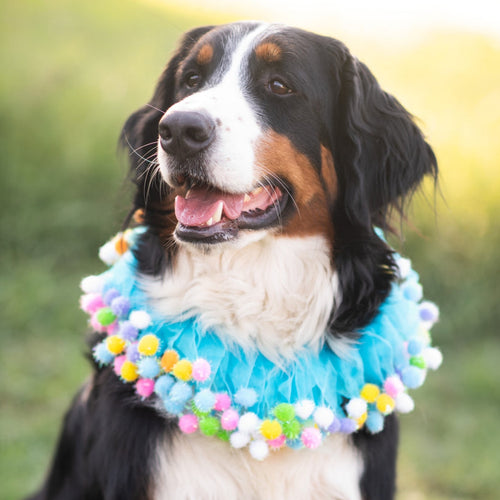 Midlee Blue Birthday Pom Pom Dog Collar