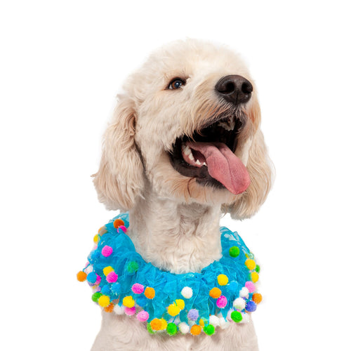 Midlee Blue Birthday Pom Pom Dog Collar