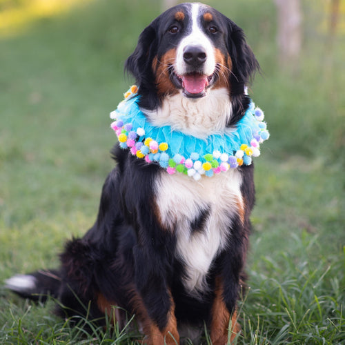 Midlee Blue Birthday Pom Pom Dog Collar