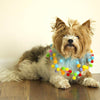 Midlee Blue Birthday Pom Pom Dog Collar