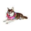 Midlee Pink Birthday Pom Pom Dog Collar
