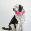 Midlee Pink Birthday Pom Pom Dog Collar