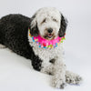 Midlee Pink Birthday Pom Pom Dog Collar