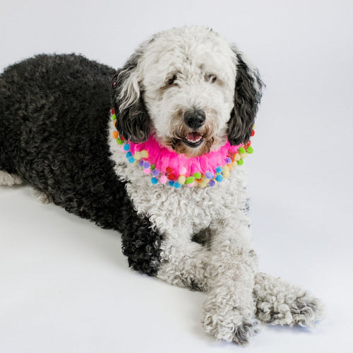 Midlee Pink Birthday Pom Pom Dog Collar