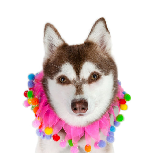 Midlee Pink Birthday Pom Pom Dog Collar