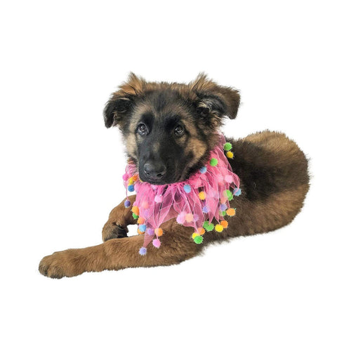 Midlee Pink Birthday Pom Pom Dog Collar