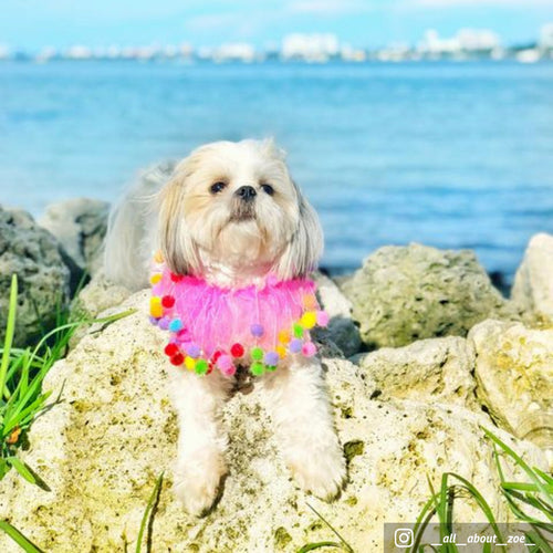 Midlee Pink Birthday Pom Pom Dog Collar