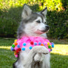 Midlee Pink Birthday Pom Pom Dog Collar