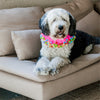 Midlee Pink Birthday Pom Pom Dog Collar