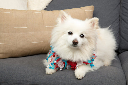 Midlee 4th of July Decorative Dog Bell Collar