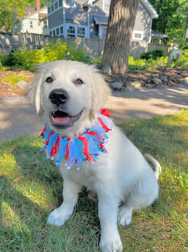 Midlee 4th of July Decorative Dog Bell Collar