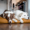 Molly Mutt Fast Car Organic Dog Bed Duvet