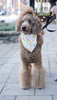 Popsicle Dog Bandana