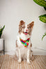 Love Wins Dog Bandana